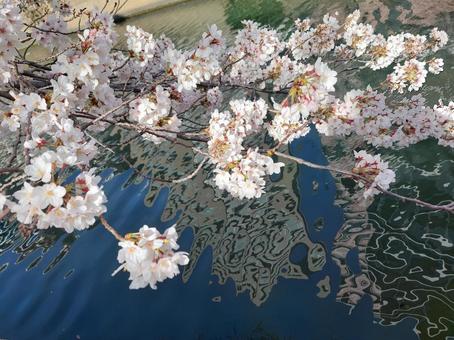 Photo, cherry blossoms, spring, it's beautiful, 