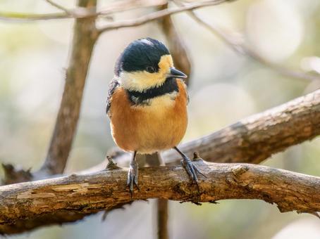 枝にとまるヤマガラ 枝にとまるヤマガラ ヤマガラ,野鳥,鳥の写真素材