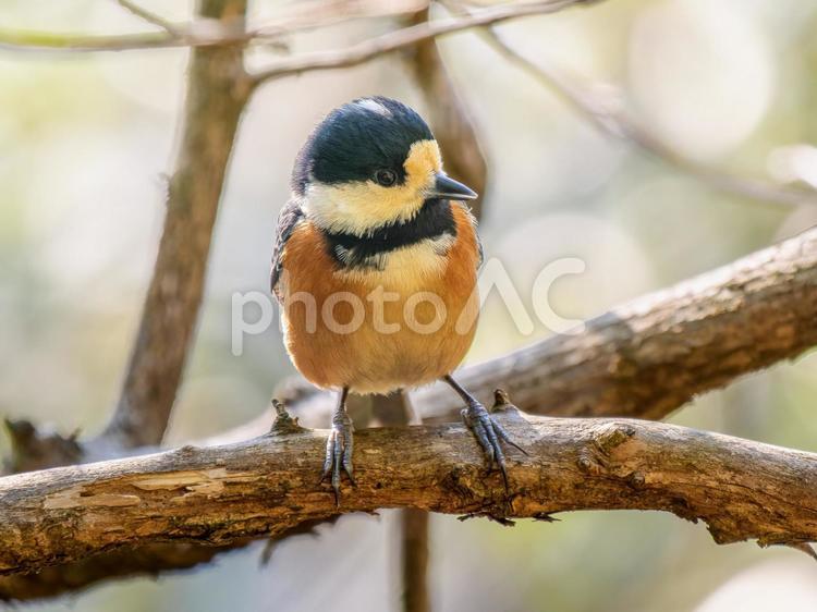 枝にとまるヤマガラ ヤマガラ,野鳥,鳥の写真素材