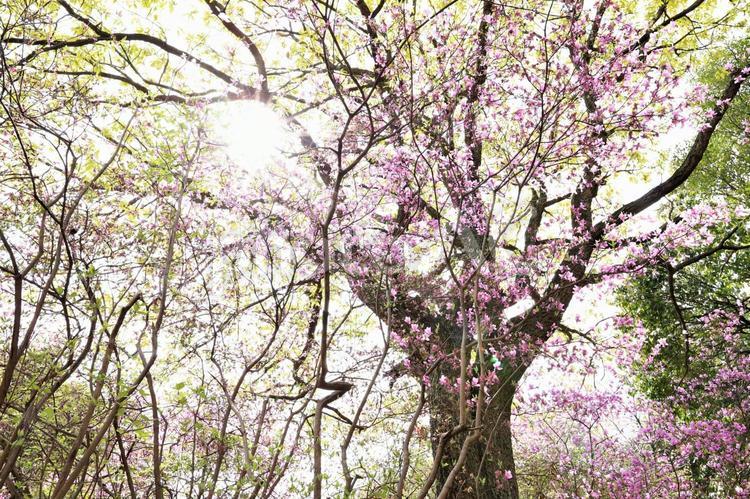 ツツジと木 花,ツツジ,つつじの写真素材