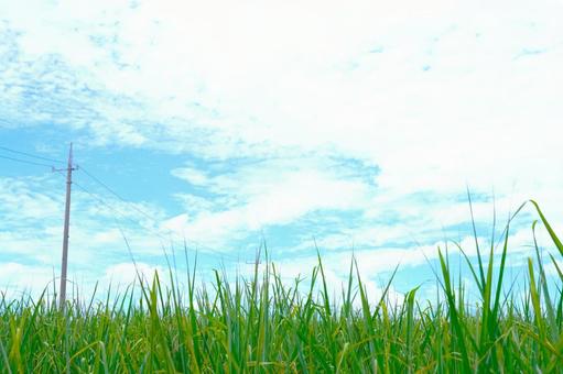 さとうきび畑と夏空① さとうきび畑と夏空① さとうきび畑,沖縄,グリーンの写真素材