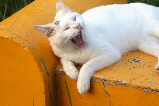 公園ネコ 沖縄県 那覇市 公園ネコ 沖縄県 那覇市 ネコ,にゃんこ,公園ネコの写真素材