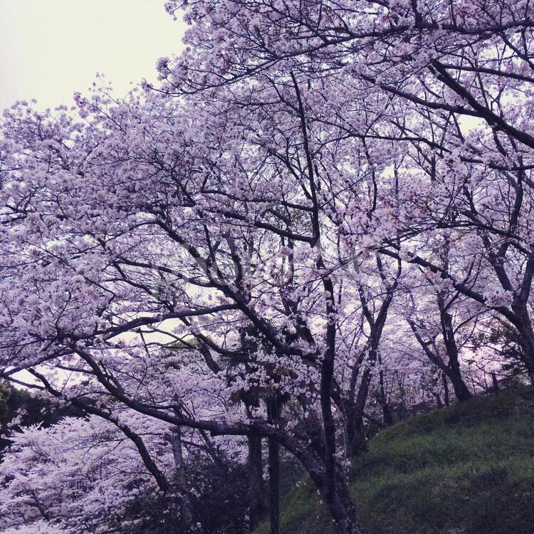 蓮華寺公園の桜 桜,蓮華寺,春の写真素材
