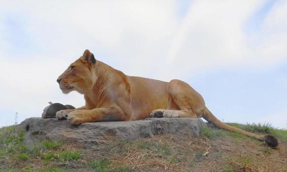 Photo, lion, female lion, felidae, 