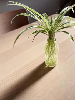 水耕栽培のオリヅルラン 植物,根,根っこの写真素材