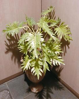 観葉植物 観葉植物,観葉,植物の写真素材