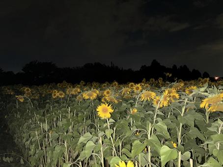 夜の向日葵 夜の向日葵の写真