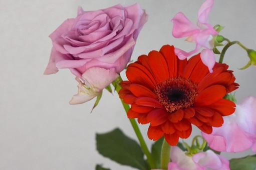 三色の花束 赤,ガーベラ,スイートピーの写真素材