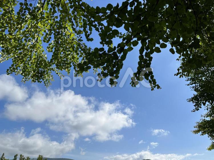青空と雲の風景 雲,背景,素材の写真素材