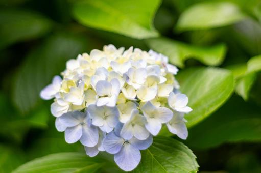 Hydrangea, JPG Hydrangea, JPG
