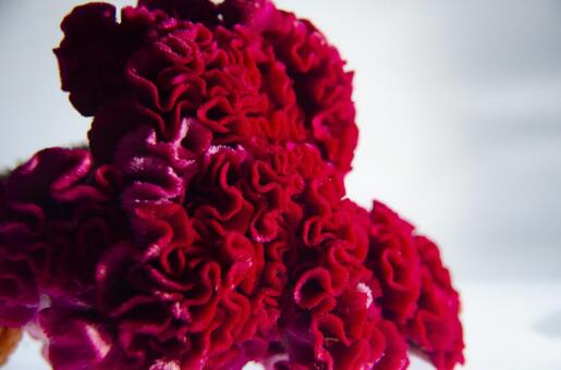 ケイトウの写真