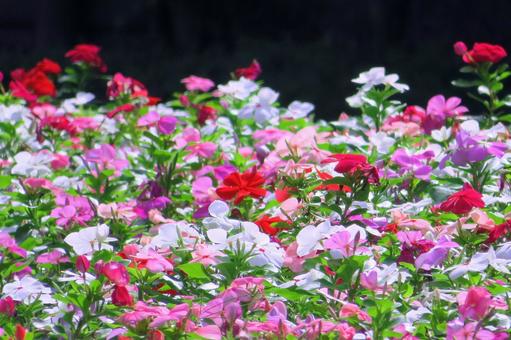 カラフルで鮮やかなニチニチソウの花 カラフルで鮮やかなニチニチソウの花の写真