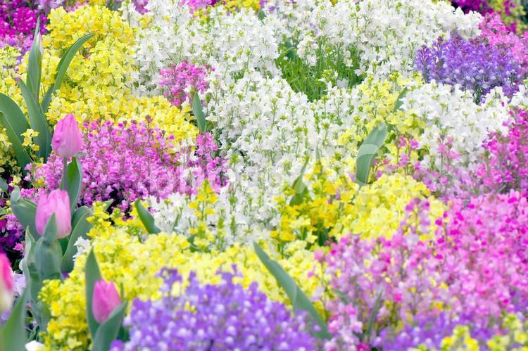 色とりどりの花畑 花畑,ガーデニング,花背景の写真素材