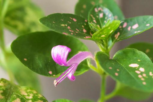 ヒポエステスの花 ヒポエステスの花の写真