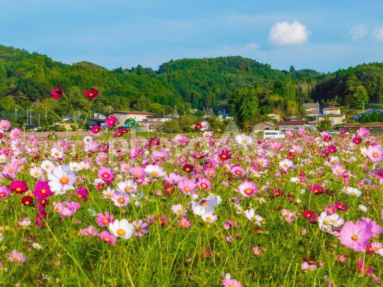 栃木県益子町　益子コスモス畑 栃木県,風景,自然の写真素材
