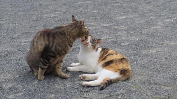 ラブラブで可愛い三毛猫達のグルーミング 三毛猫,猫,キジトラの写真素材