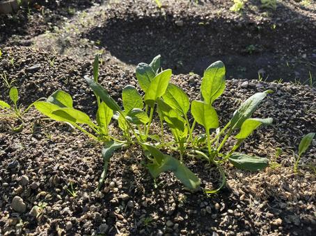 野菜づくりの畑 野菜づくりの畑 ほうれん草,野菜,葉菜の写真素材