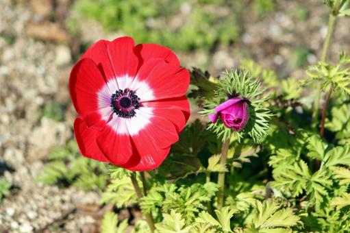 花壇の花 花壇の花の写真