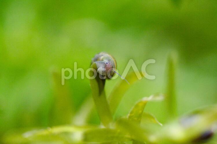サカマキガイ　アップ スネール,サカマキガイ,マクロの写真素材