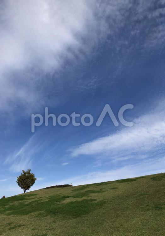青空と木 風景,空,絶景の写真素材