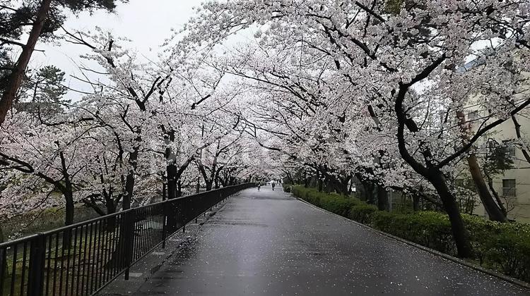 雨の桜並木道 桜並木,さくら,歩道の写真素材