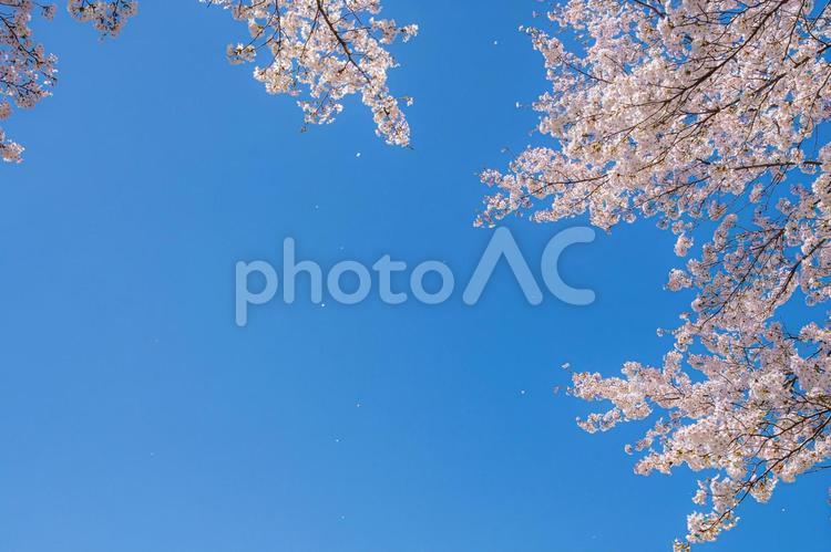 さくら満開の背景画像 サクラ,桜,さくらの写真素材