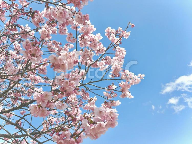 さくら　桜　春 サクラ,晴れ,きれいの写真素材