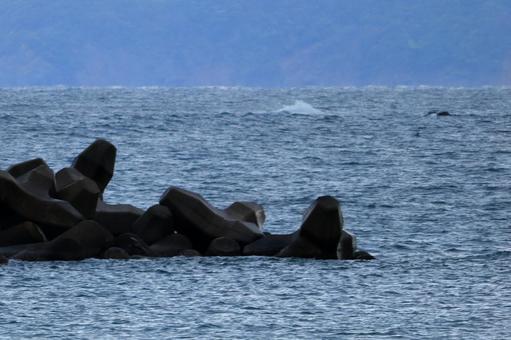 福井県高浜の海 福井県,大飯郡,高浜町の写真素材