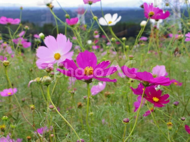 コスモス畑9（熊本県阿蘇郡） コスモス,秋桜,コスモス畑の写真素材