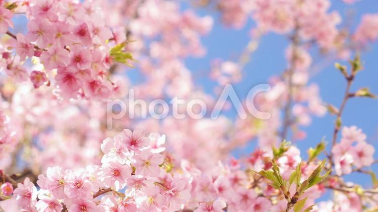 早咲き桜-553 桜,さくら,河津桜の写真素材