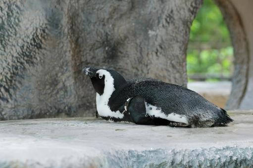 ペンギン ペンギン ハシビロコウ,ペリカン目,鳥の写真素材
