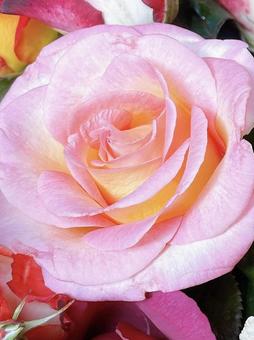 ピンクの薔薇 ピンクの薔薇の写真
