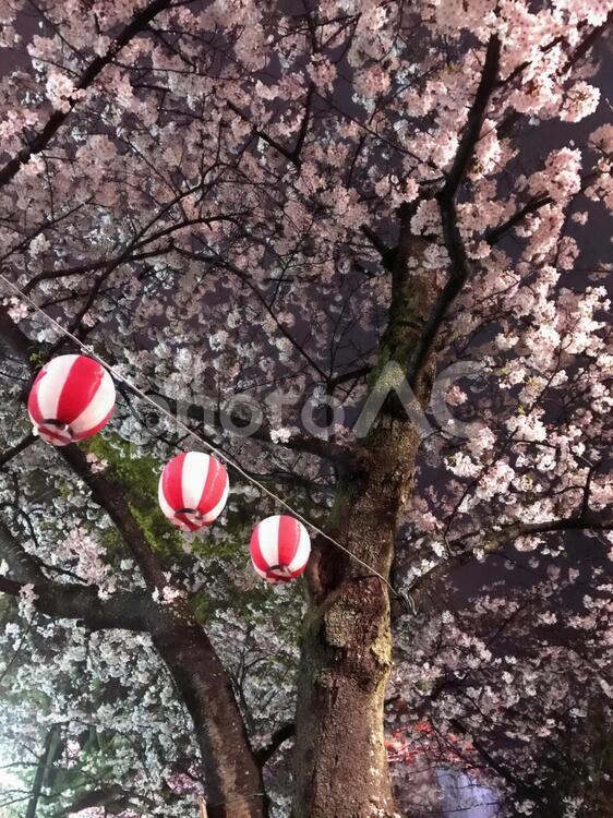 満開の夜桜にかかる提灯 夜桜,ヨザクラ,花見の写真素材