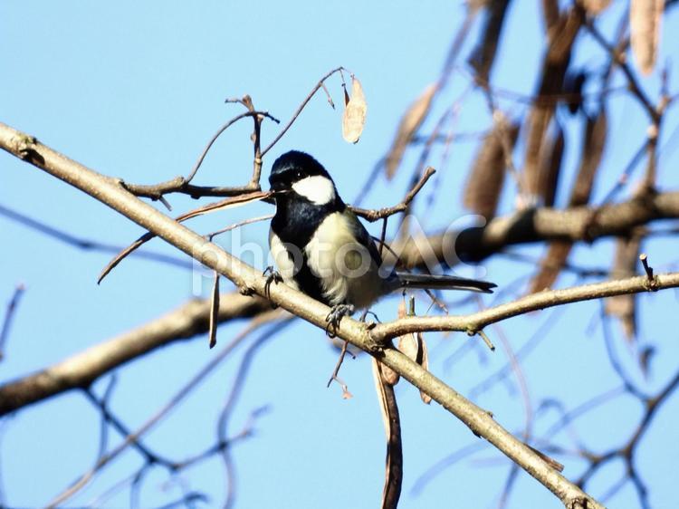 木の実を咥えるシジュウカラ 鳥,野鳥,シジュウカラの写真素材
