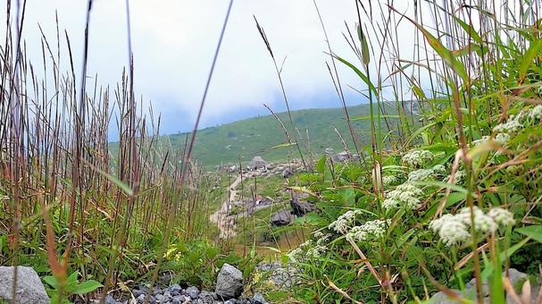 高山植物と霧の茶臼岳 高山植物と霧の茶臼岳 の写真