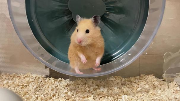 キンクマハムスター キンクマ,キンクマハムスター,ハムスターの写真素材