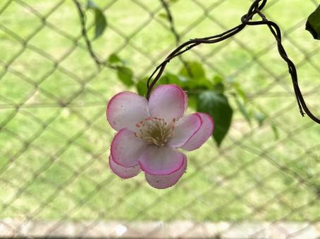 花 花 花,ベニノキ,紅の木の写真素材