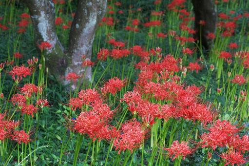 公園に咲く晩夏の赤い彼岸花 公園に咲く晩夏の赤い彼岸花 彼岸花,曼珠沙華,赤の写真素材