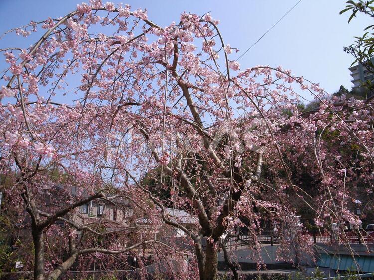 しだれ桜 しだれ桜,枝垂れ桜,シダレザクラの写真素材