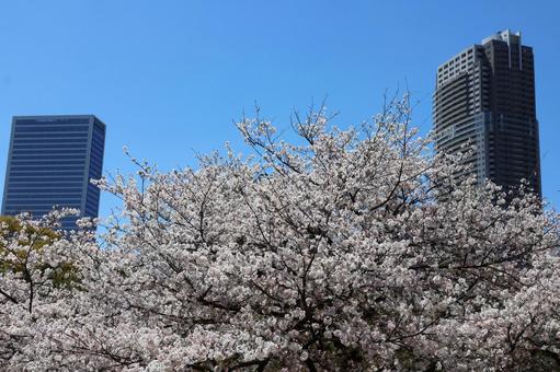 4月上旬の東京浜離宮恩賜庭園の桜 4月上旬の東京浜離宮恩賜庭園の桜 木,空,ビルの写真素材