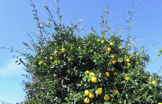 柚子の木・実と秋空 柚子の木,柚子,果実の写真素材