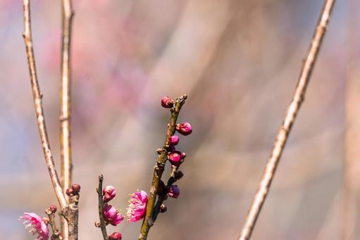梅の花 梅の花の写真
