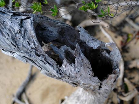 西表島の枯れ木 西表島の枯れ木 枯れ木,木,西表島の写真素材