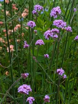 Photo, verbena, bonarienthis, purple, 