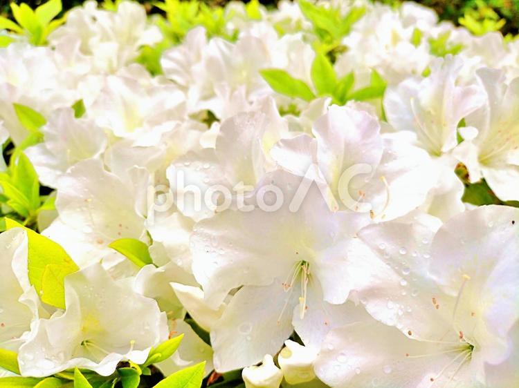 美しく咲くツツジの花 つつじ,ツツジ,白の写真素材