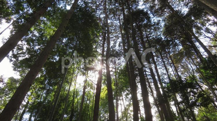 山崎合戦古戦場　天王山　登山道の木漏れ日 山崎古戦場,山崎合戦古戦場,山崎の戦いの写真素材