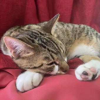 まったり まったり 昼寝,可愛い,猫の写真素材