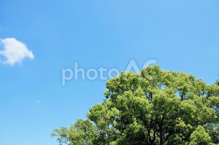 山下公園：青空と新緑 新緑,緑,蒼空の写真素材