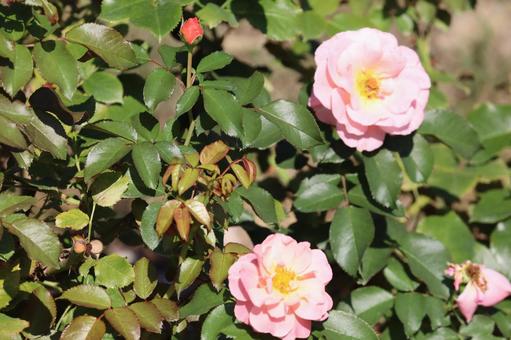 バラ バラの写真