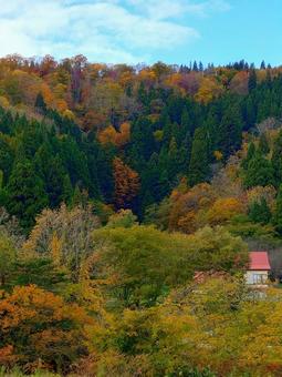 紅葉 紅葉,風景,山の写真素材